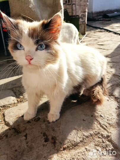 Найдена кошка