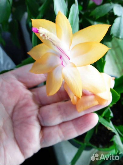 Декабрист шлюмбергера разные цвета