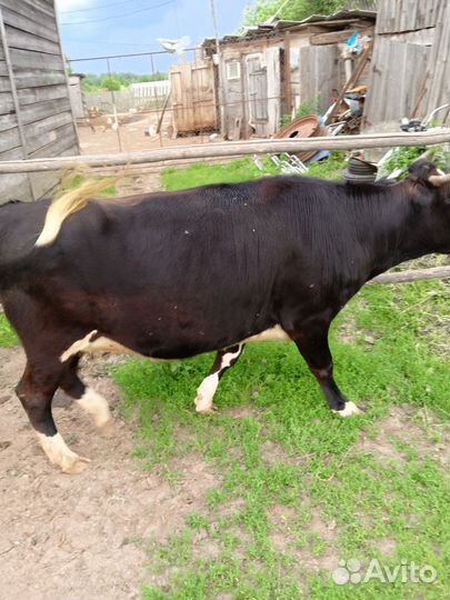 Телка стельная