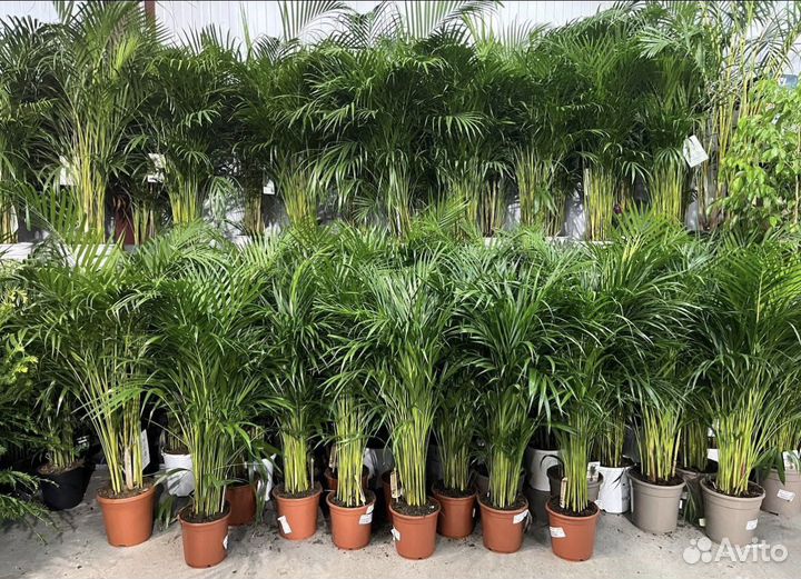 Пальма в наличии 100-180см