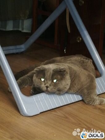 Для вязки кошек. Шотландский вислоухий кот Sfs-а