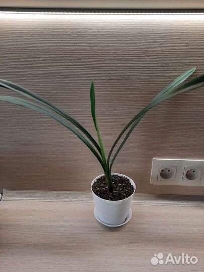 Комнатные цветы кливия