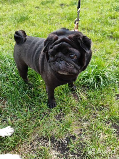 Мопс вязка мальчик