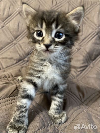 Котенок бесплатно