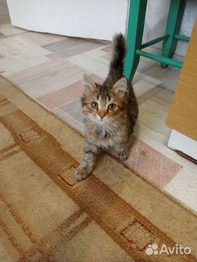 Котенок мальчик