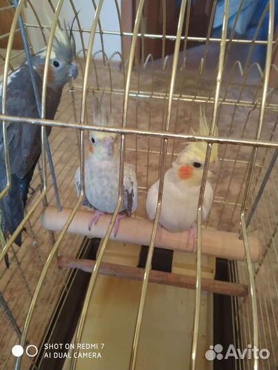 Продам выкормышей нифмы- кореллы