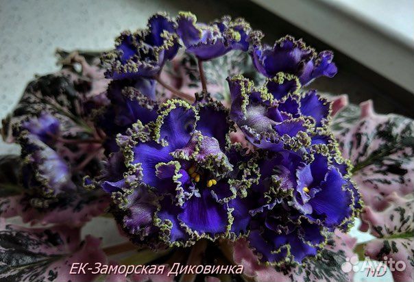 Фиалки сортовые