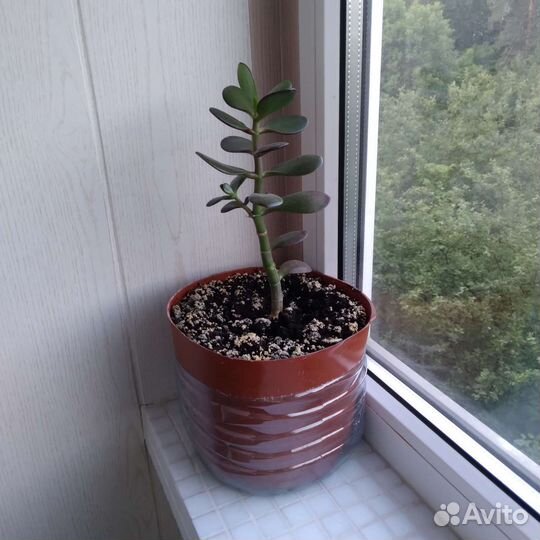 Толстянка (отдам за 2 шоколадки)