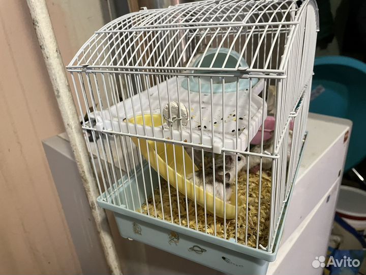 Хомяк с клеткой