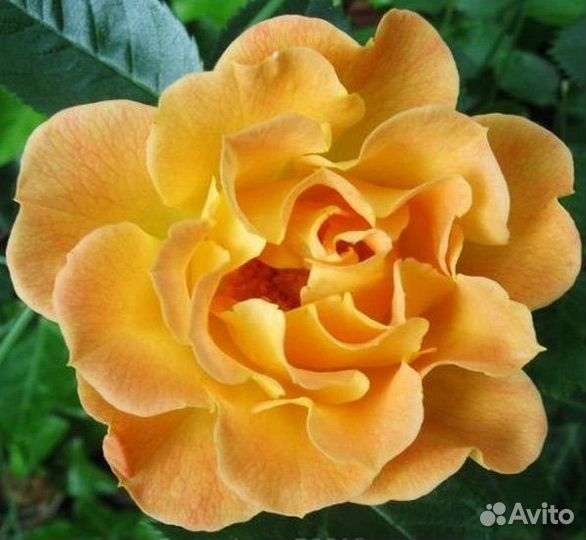 Роза сортовая саженцы чайно-гибридные