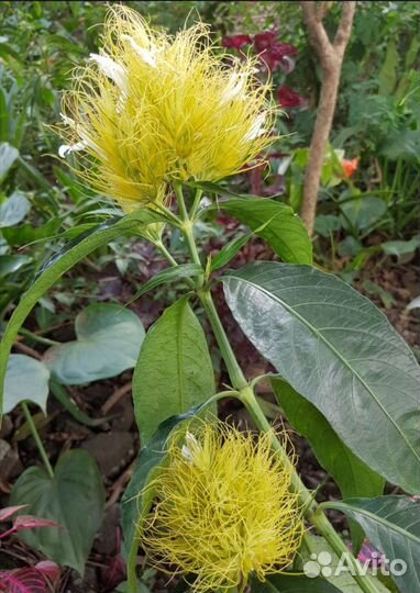 Шауэрия. Якобиния жёлтая