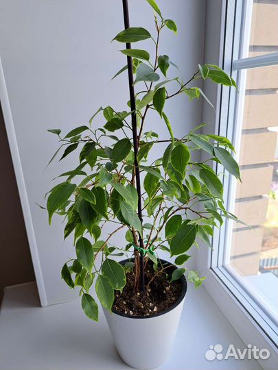 Фикусы разных сортов