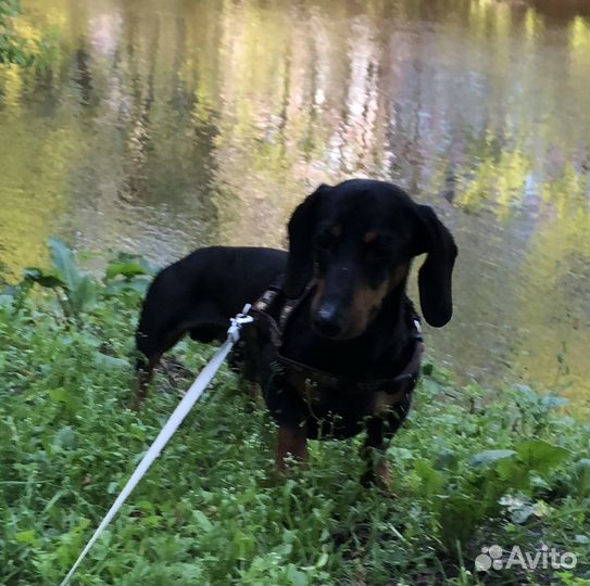 Няня для собак