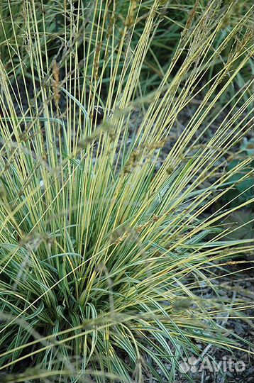 Молиния голубая Вариегата