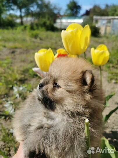 Померанский шпиц мини