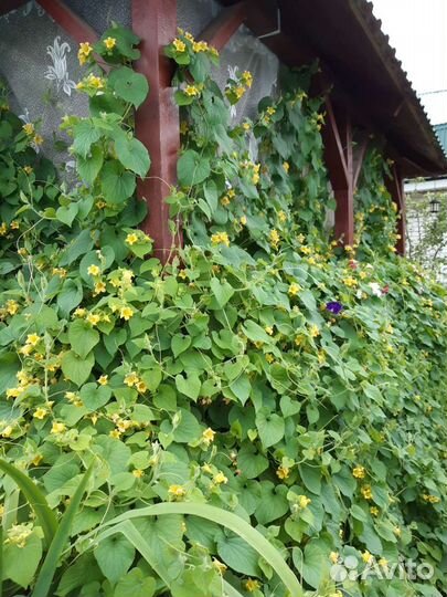 Многолетние цветы, кусты