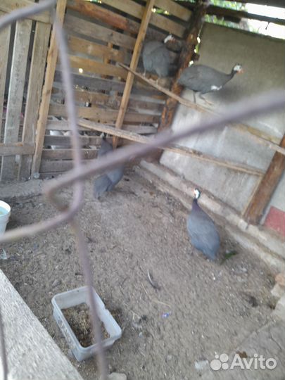 Цесари и китайские шелковые петушки