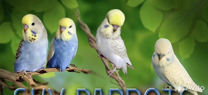 Попугаи волнистые выставочные (Чехи) птенцы