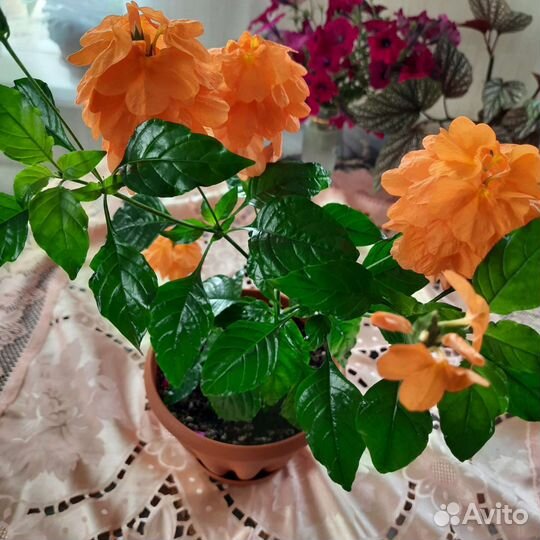 Комнатные цветы