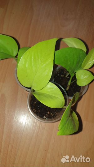 Сциндапсус неон