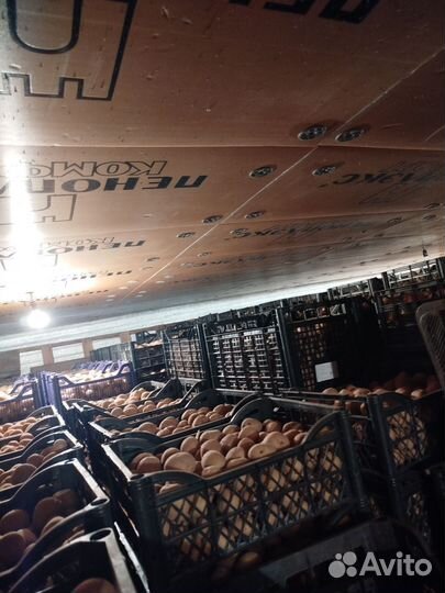 Семенной картофель Тверь