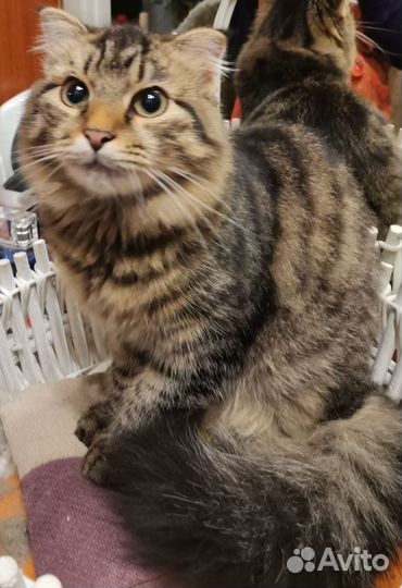 Котик красавец 6 мес