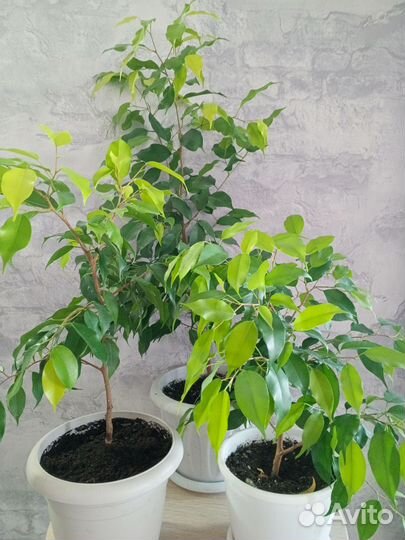 Фикус бенджамина