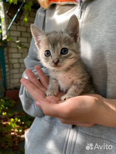 Ищут дом котята