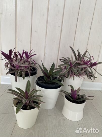 Комнатные цветы