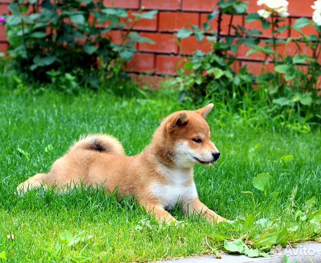 Классные щенки сиба шиба ину