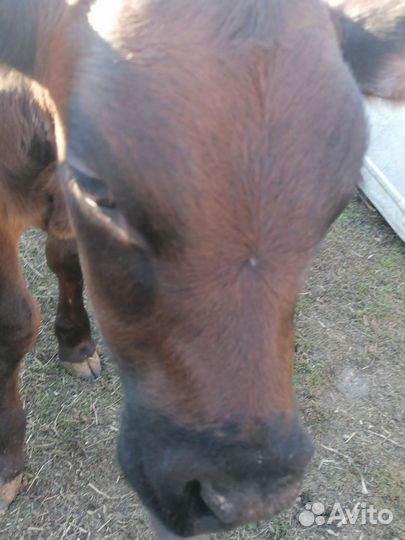 Телята(тёлочки)