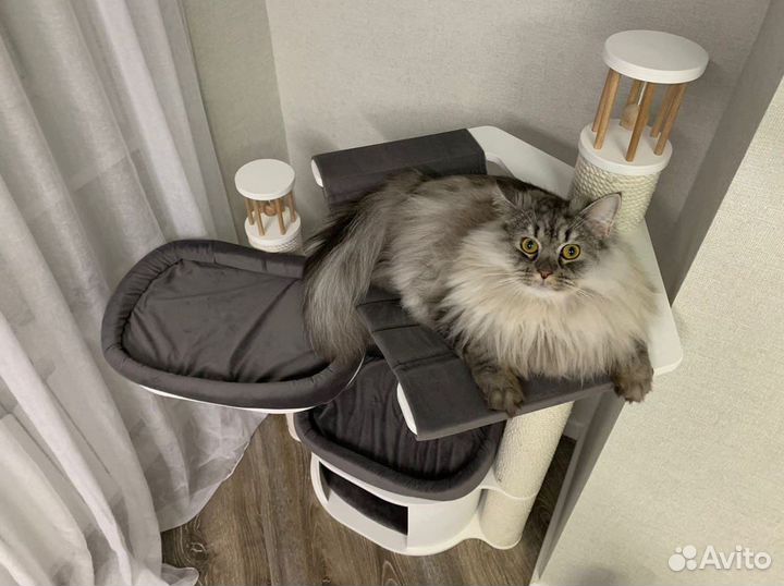 Когтеточка и домик