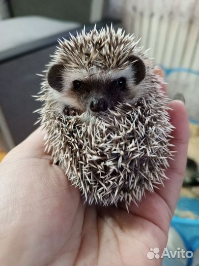 Продам африканских ежат