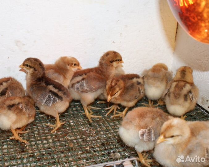 Цыплята кур элитных пород: орпингтон, виандот и др