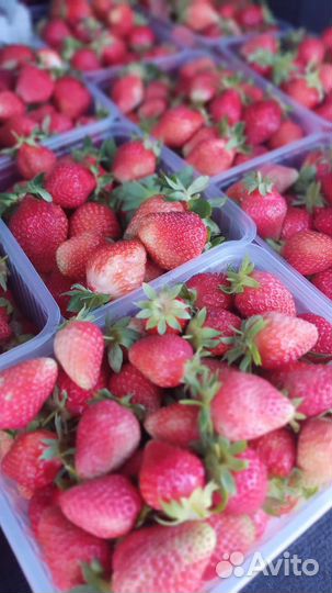 Клубника фермерская местная