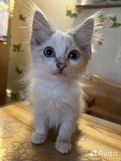 Котенок в добрые руки