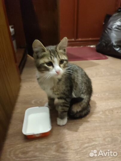 Очень красивая кошечка ищет любящих хозяев