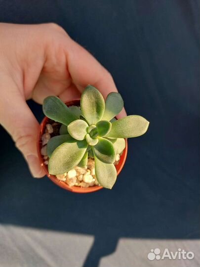 Суккуленты ч.1