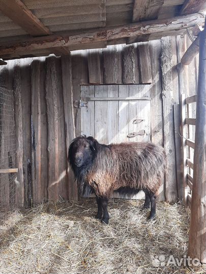 Овцы бараны ягнята