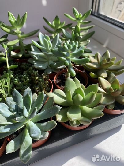 Суккуленты