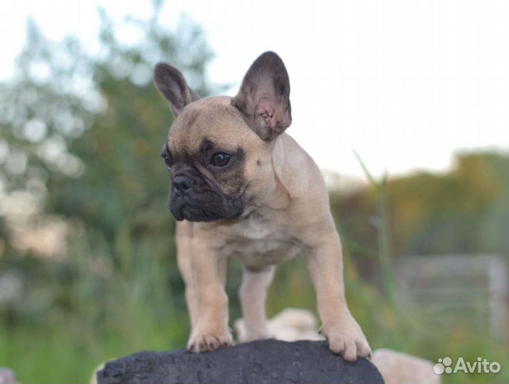 Французский бульдог мини девочка