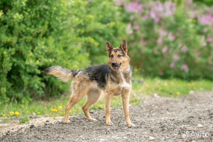 Собака в дар