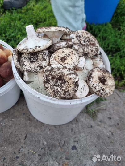 Грибы грузди, дорогие боровички