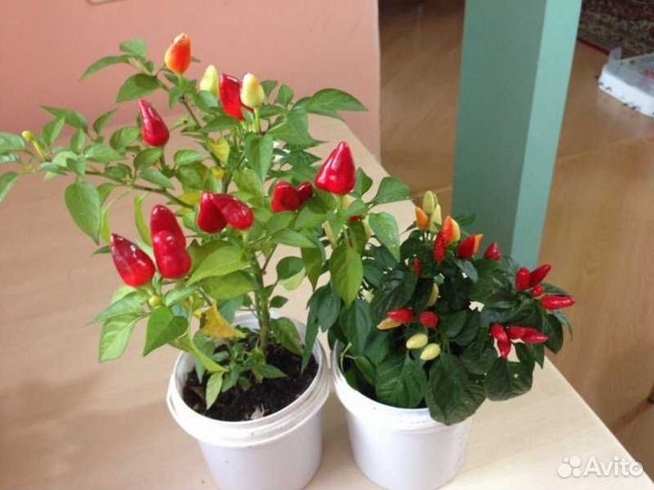 Перец комнатный острый