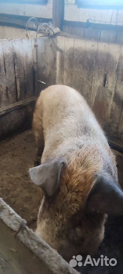 Хряк, породы Дюрок