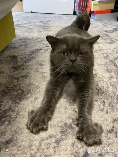 Британская