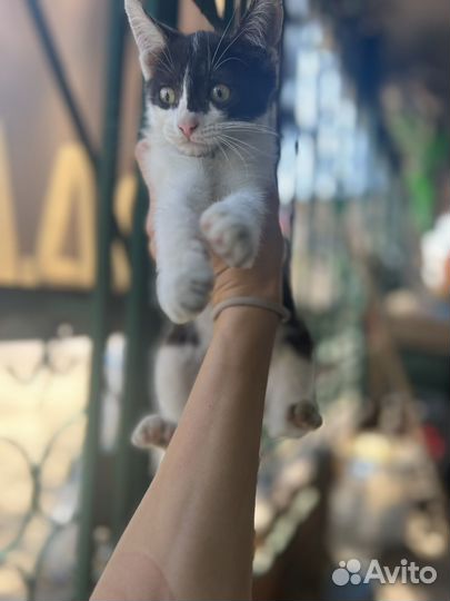 Котенок в добрые руки