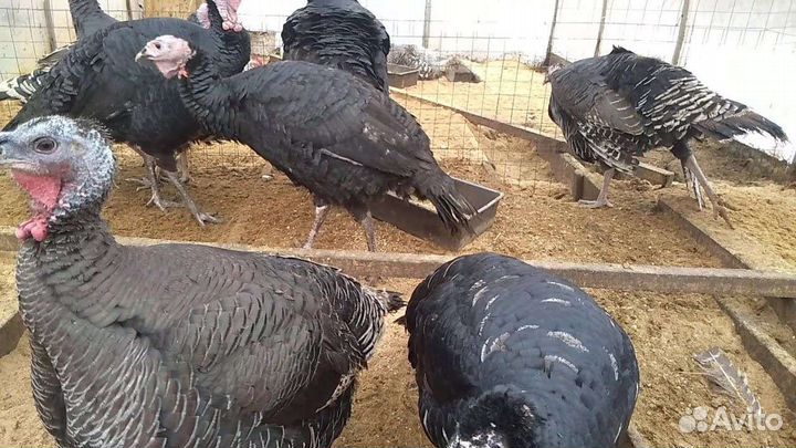 Индюки тихорецкой породы