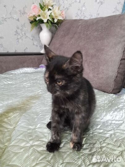 В добрые руки