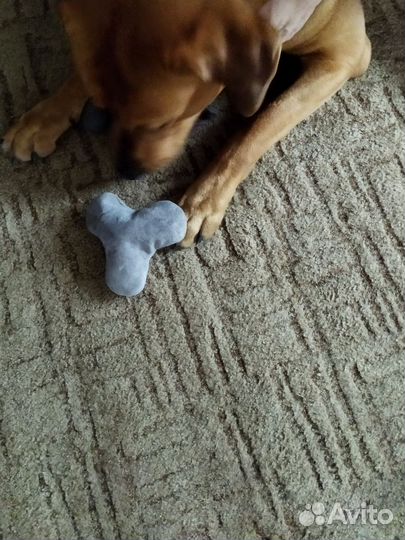 Игрушки для собак-сюрикен